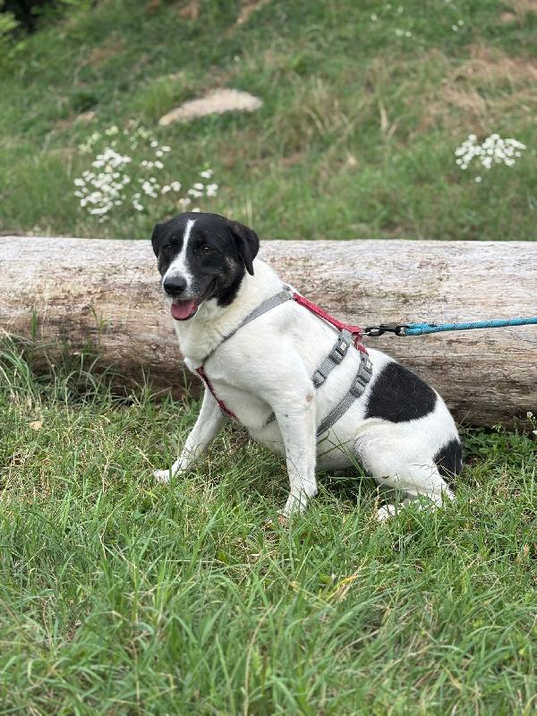 Cookie, una meticcia tenerissima Foto 3